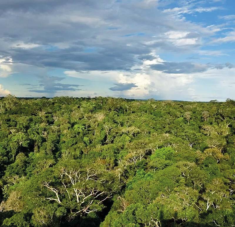 Uma viagem profunda e silenciosa pela Amazônia, ao som da rica natureza da fauna e da flora