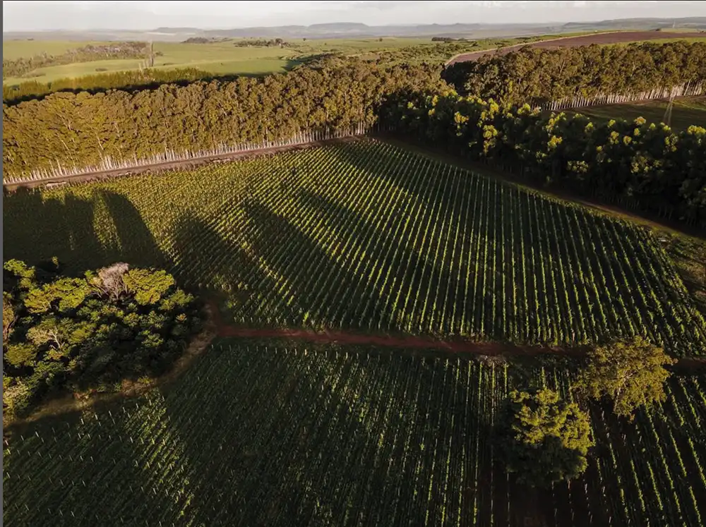 Novos caminhos do vinho - Gastronomia - Jornal aQuadra