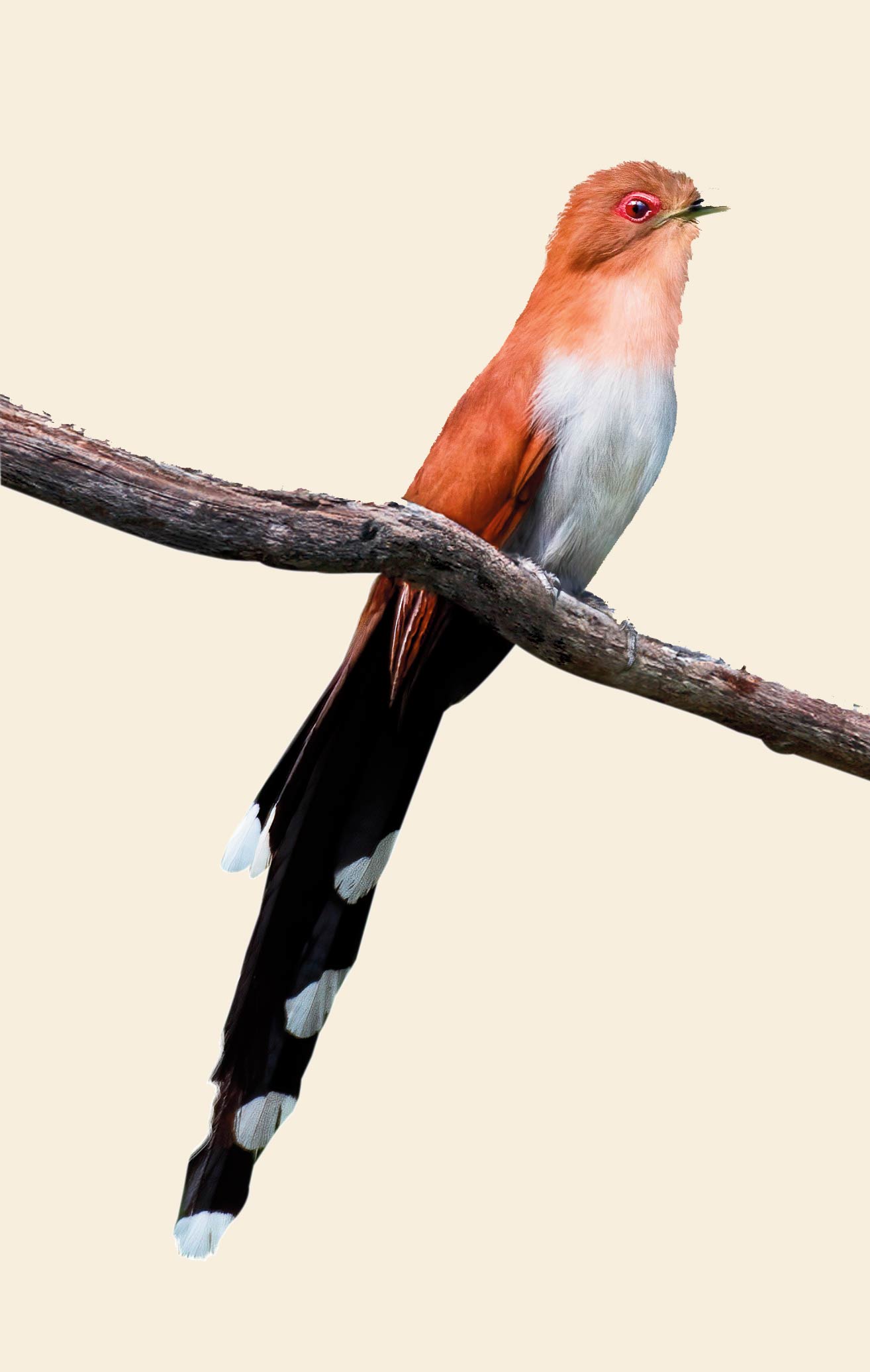 Pássaros da Cidade de São Paulo - Jornal aQuadra