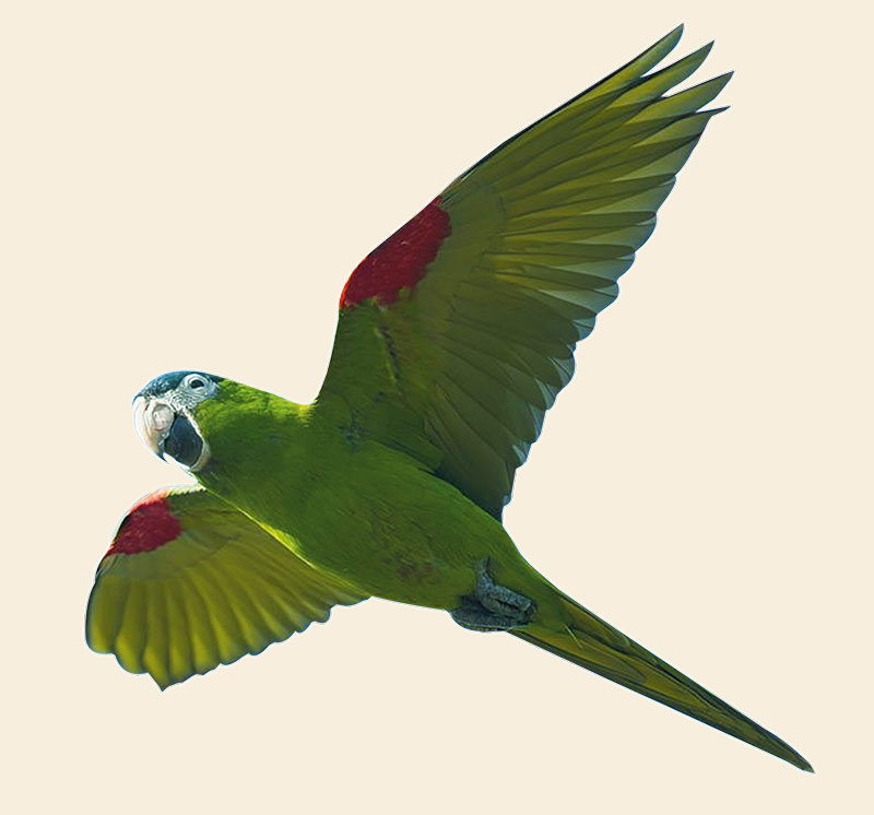 Pássaros da Cidade de São Paulo - Jornal aQuadra