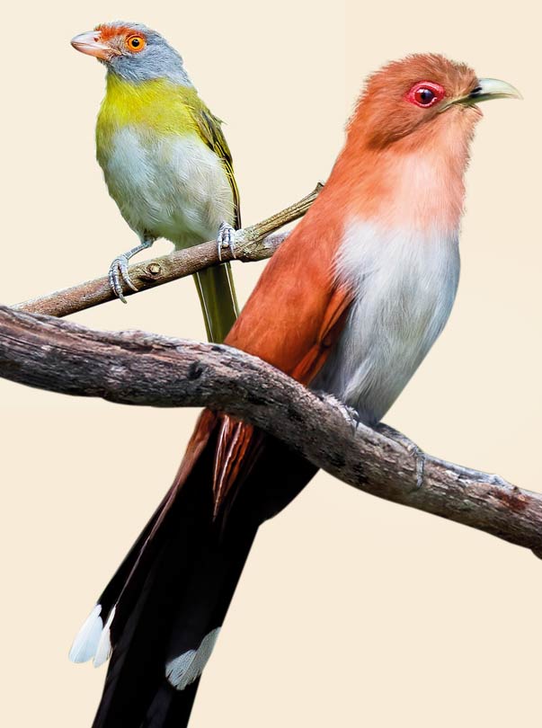 Pássaros da Cidade de São Paulo - Jornal aQuadra