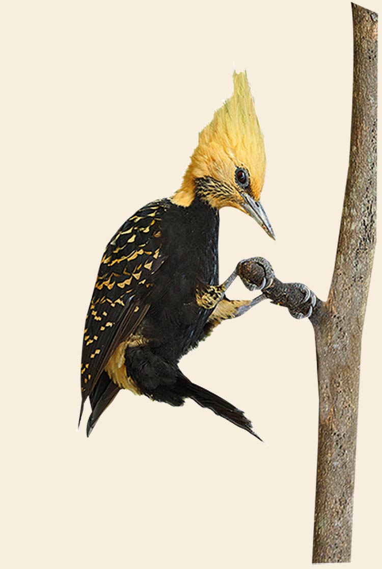 Pássaros da Cidade de São Paulo - Jornal aQuadra